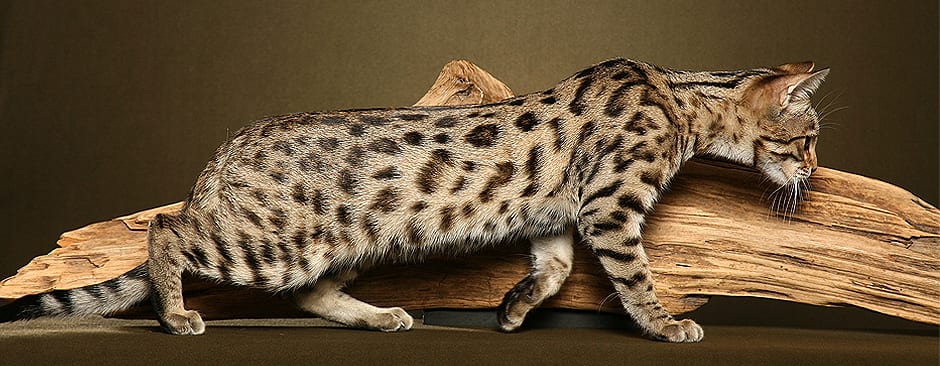Spotted tan cat walking along a driftwood log against a dark olive background