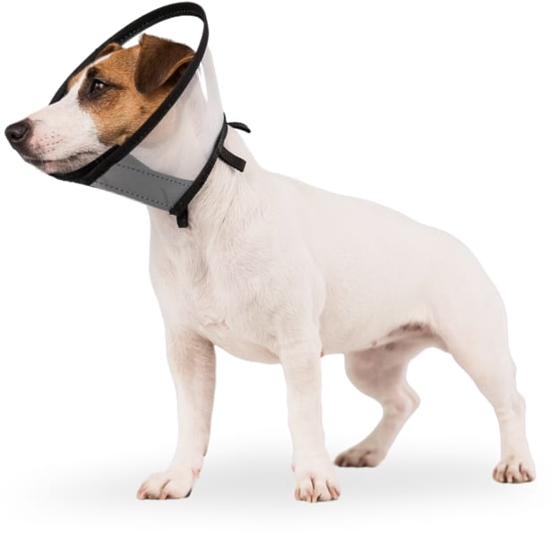 White dog with a brown and tan head wearing a grey protective cone collar, on a white background