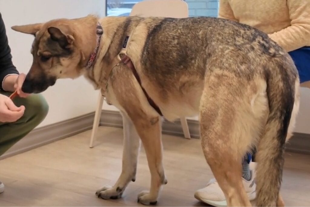 Large tan and black dog in a room sniffing an object held by a crouching person