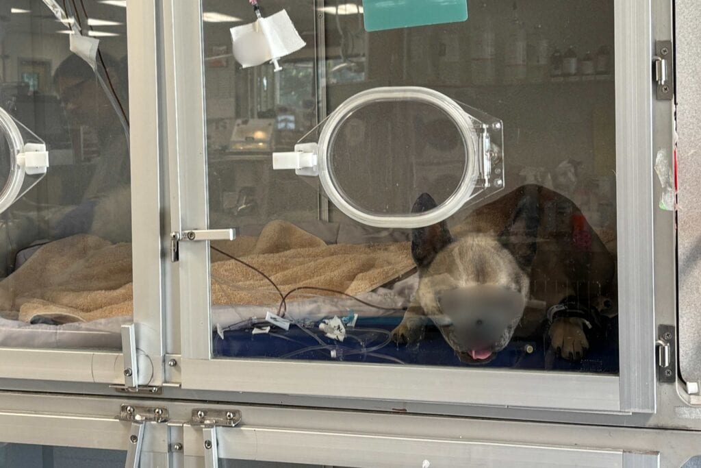Dog lying in a glass-fronted kennel with round access ports at Dogwood Veterinary Specialty & Emergency