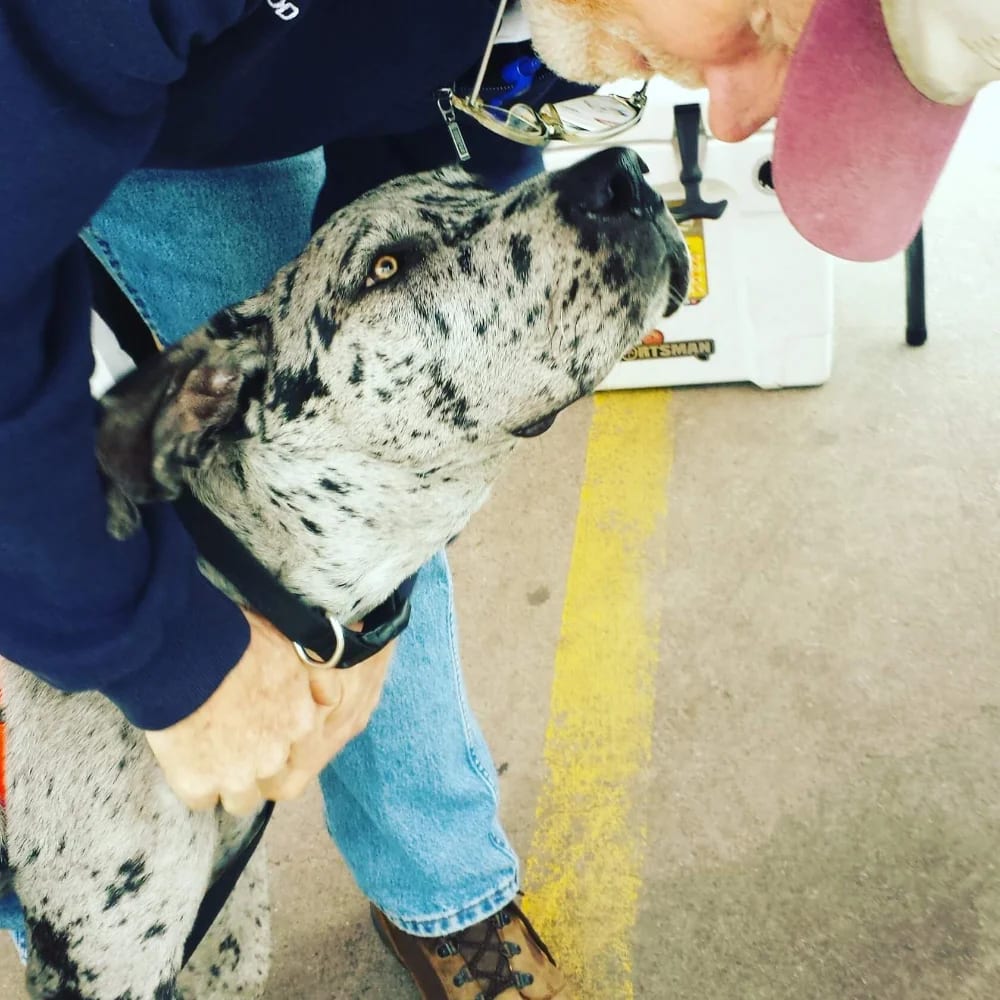 Person leaning close to a large grey and black speckled dog on a concrete floor