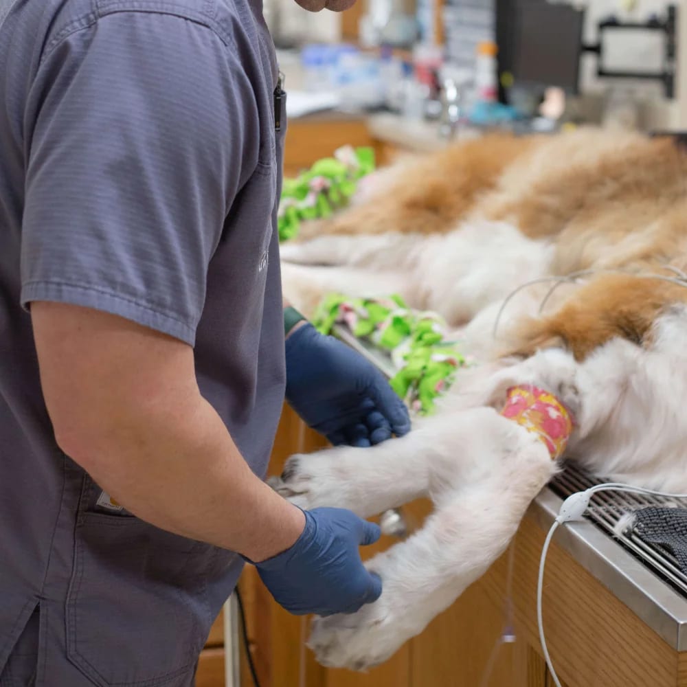 Person in grey scrubs and blue gloves handling the paw of a fluffy dog lying on a table