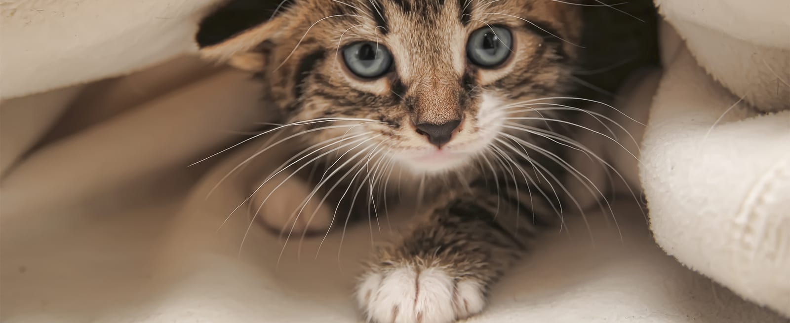 Tabby kitten with blue eyes peeking out from under cream-coloured blankets