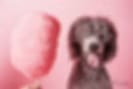 Blurry image of a dark grey dog with its mouth open beside a large pink fluffy swirl