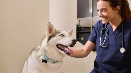 Smiling woman in navy scrubs with a stethoscope petting a grey and white dog with its tongue out