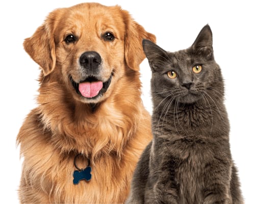 Golden-coloured dog and a dark grey cat sitting side by side on a white background
