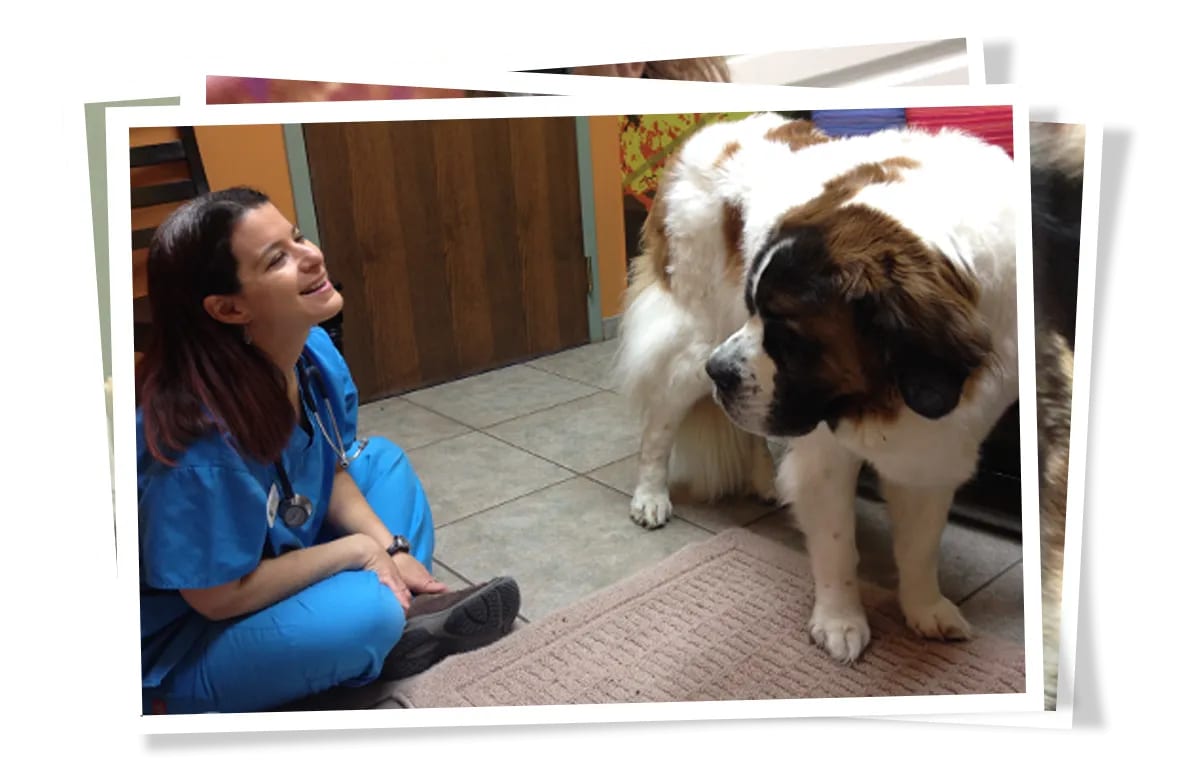 Woman in blue scrubs sitting on the floor smiling up at a very large brown and white dog