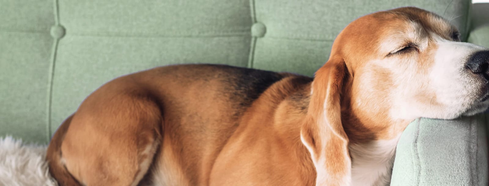 Brown, black and white dog asleep with its head resting on the arm of a pale green tufted sofa