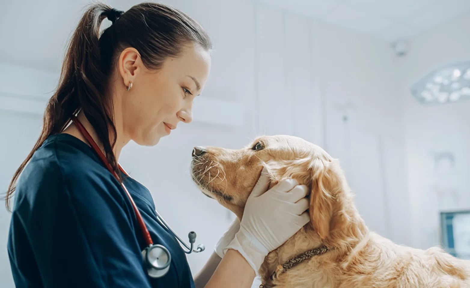 Woman in navy scrubs with a stethoscope gently holding the face of a golden-coloured dog