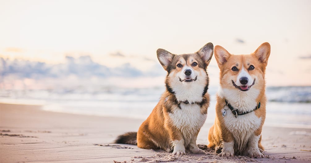 Two orange and white dogs with upright ears sitting on a sandy beach with calm sea behind