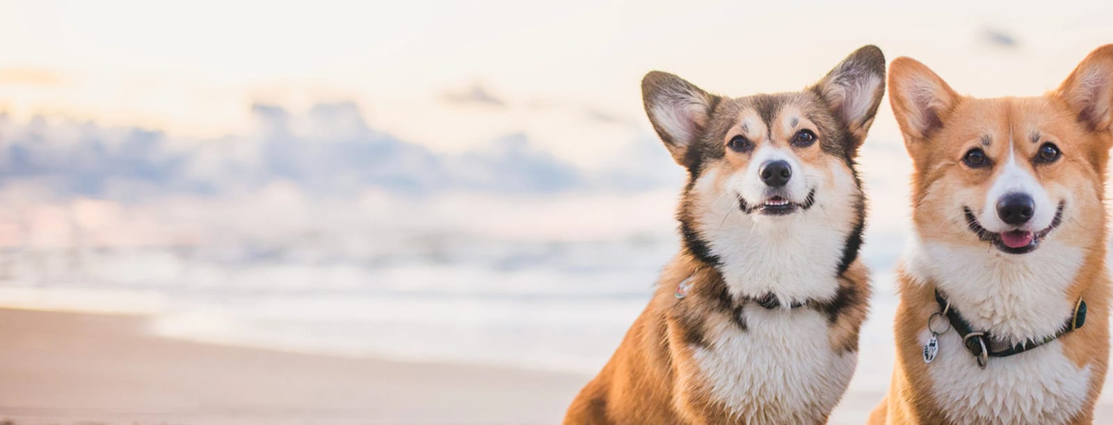 Two orange and white dogs with upright ears in front of a pale sea and sky