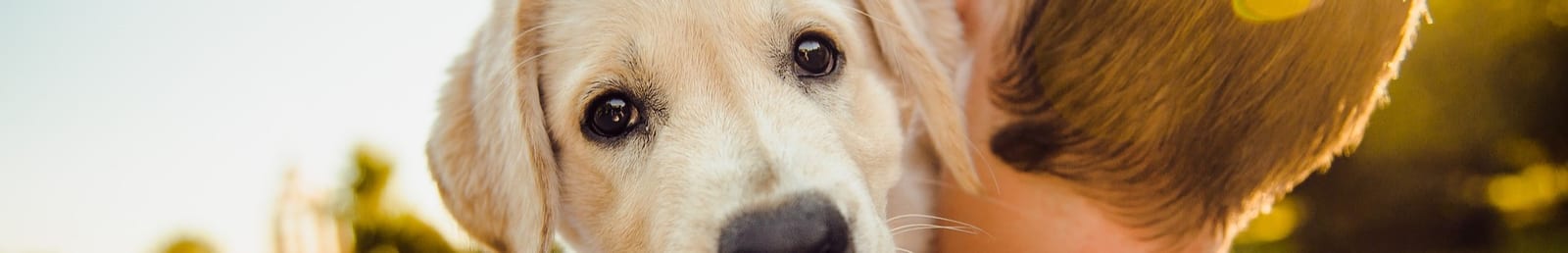 Narrow banner crop of a cream-colored dog's face next to a person's head with short brown hair