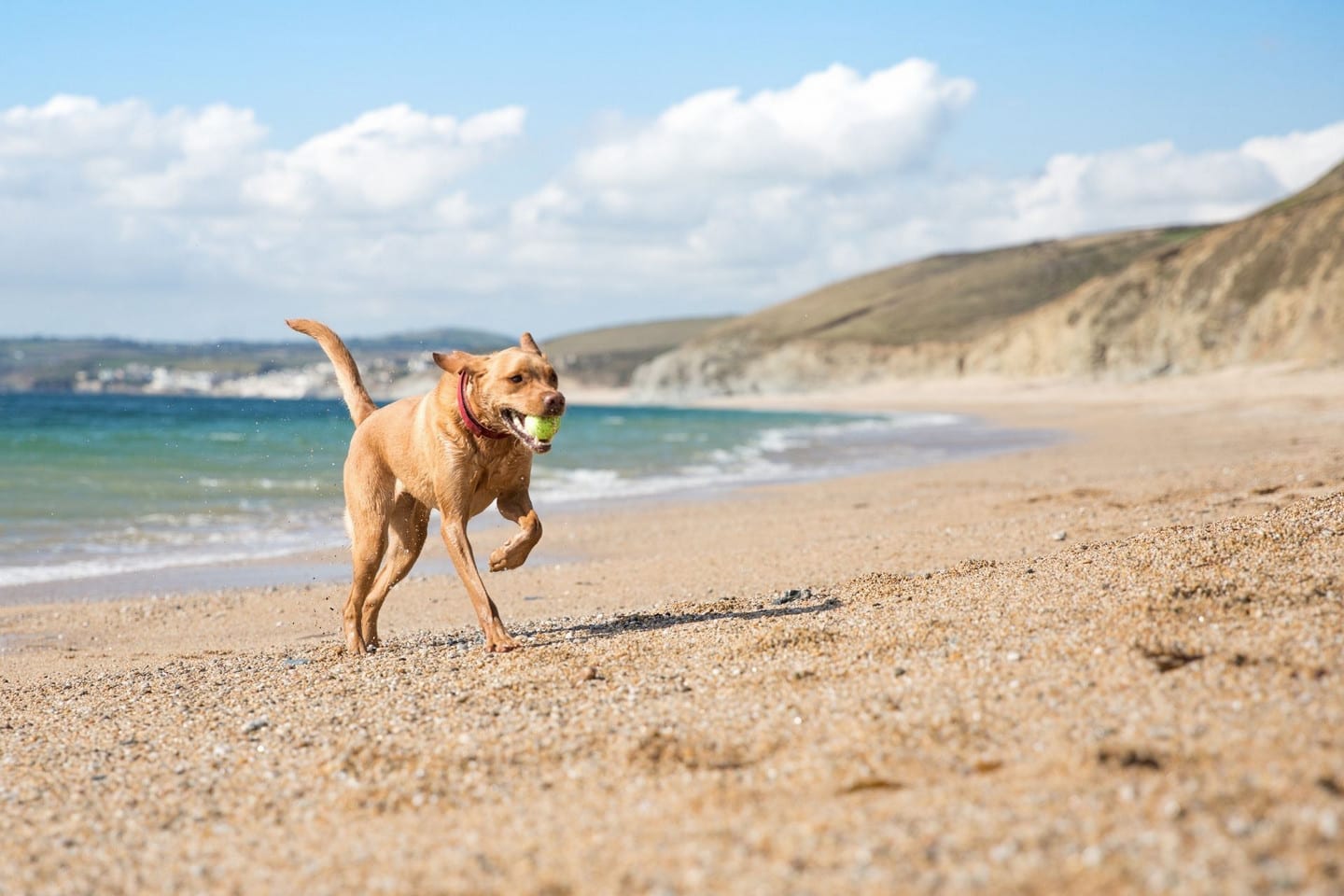 Golden-brown dog running along a beach with a tennis ball in its mouth