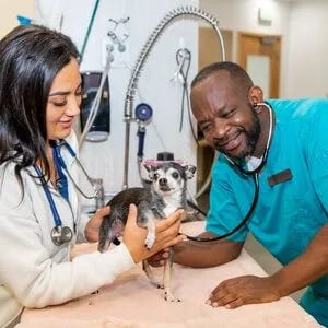 Two people in a white coat and teal scrubs with stethoscopes holding a small dog on a table