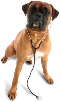Tan dog with a dark muzzle sitting with a stethoscope draped around its neck