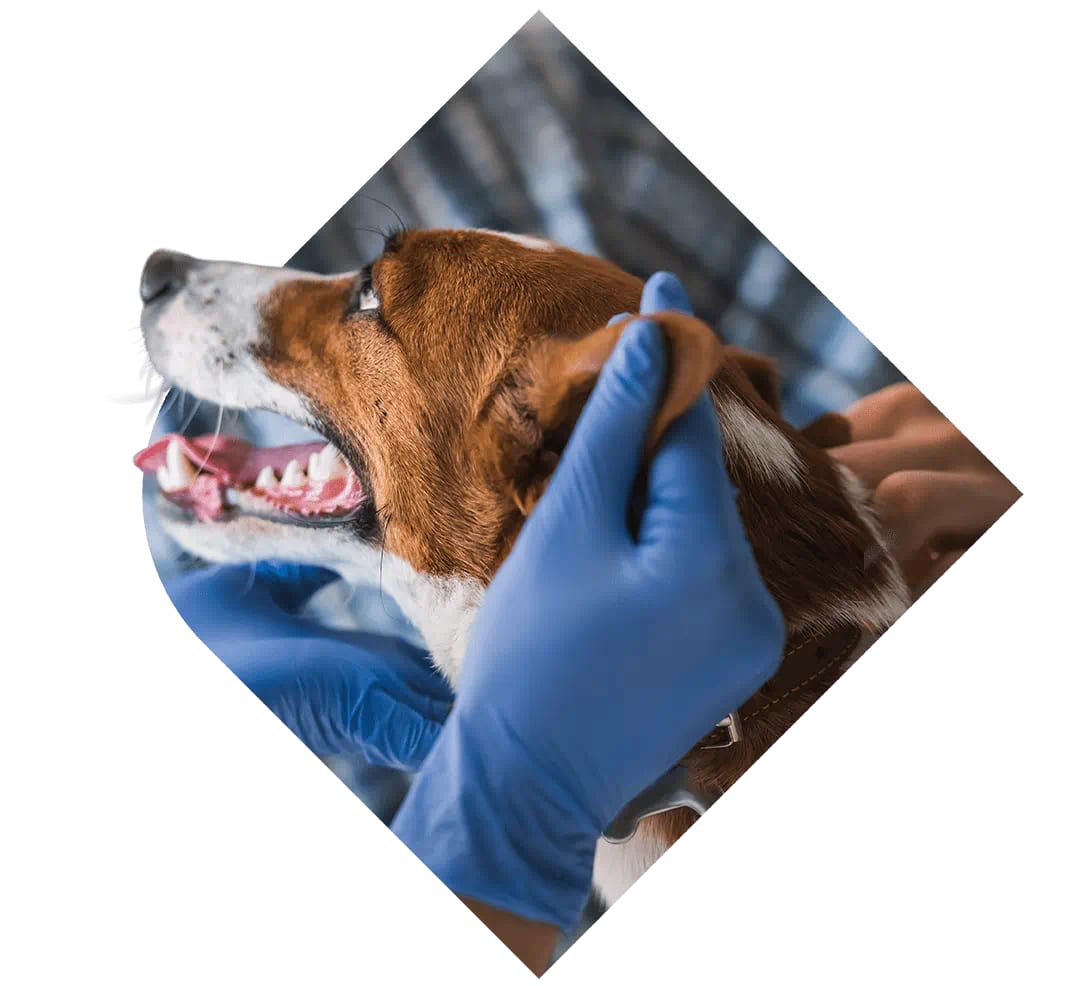 Brown and white dog in profile with its mouth open, held by blue-gloved hands, in a diamond crop