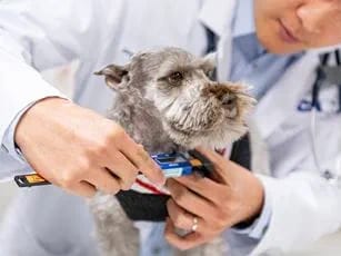 Hands in white sleeves holding a small gray dog with a small colorful object at its neck