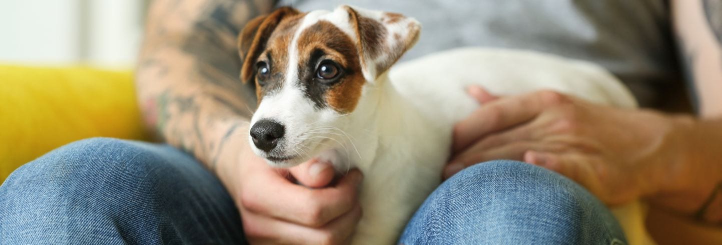 Brown and white puppy sitting in a person's lap with tattooed arms and jeans visible