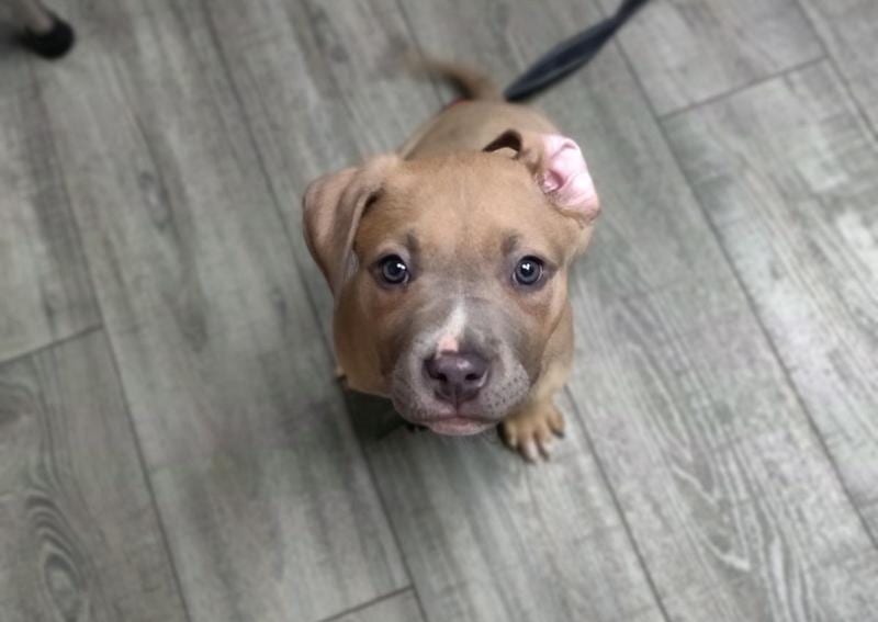 Tan puppy with a gray muzzle looking up at the camera on a gray plank floor