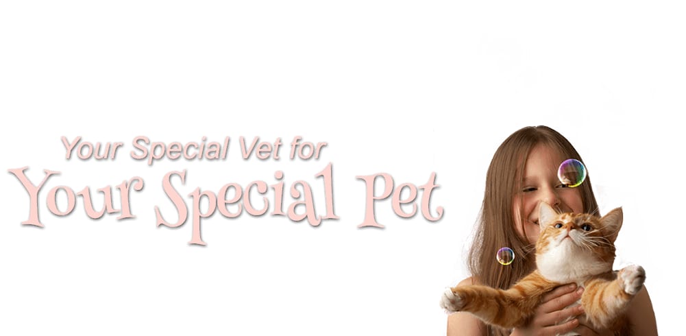 Aspen Commons Animal Hospital - Denver