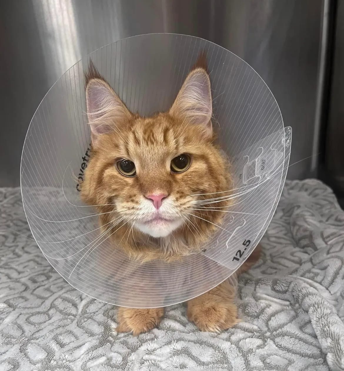 Orange cat wearing a clear plastic cone collar sitting on a gray blanket inside a metal cage
