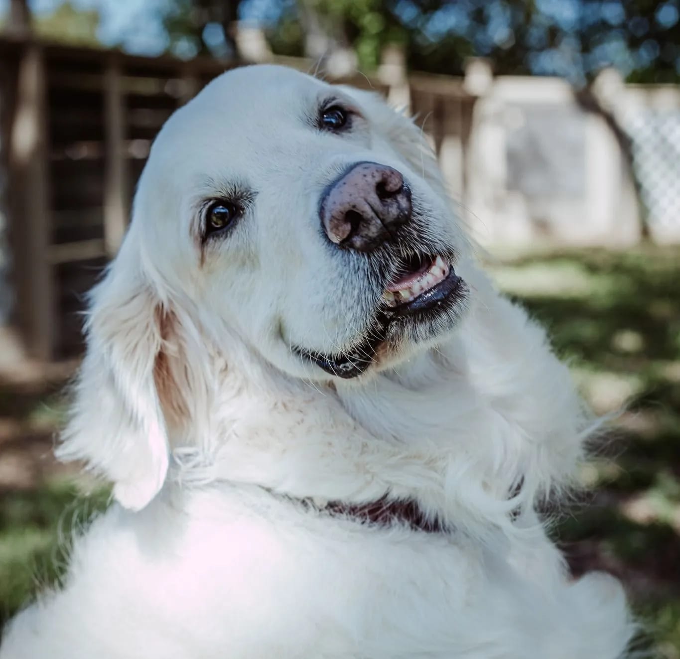 Close-up of a fluffy white dog tilting its head toward the camera in front of a wooden fence