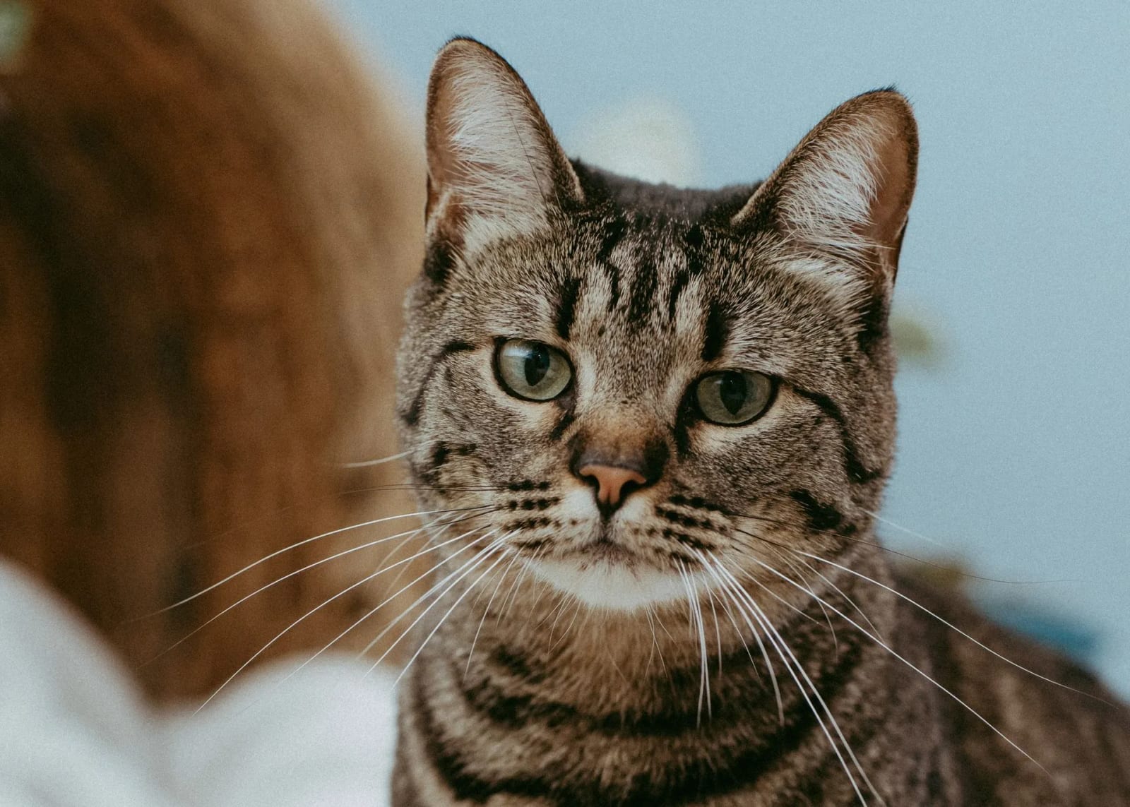Close-up of a gray tabby cat with green eyes looking at the camera, with soft blurred shapes behind