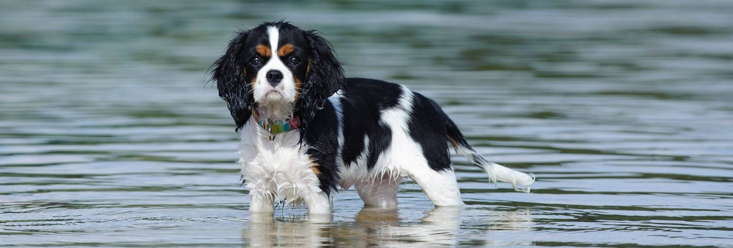 Black, white and tan dog standing in shallow water with ripples around its legs