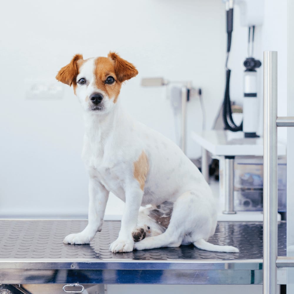 Small white dog with tan ears sitting on a stainless steel table in an exam room