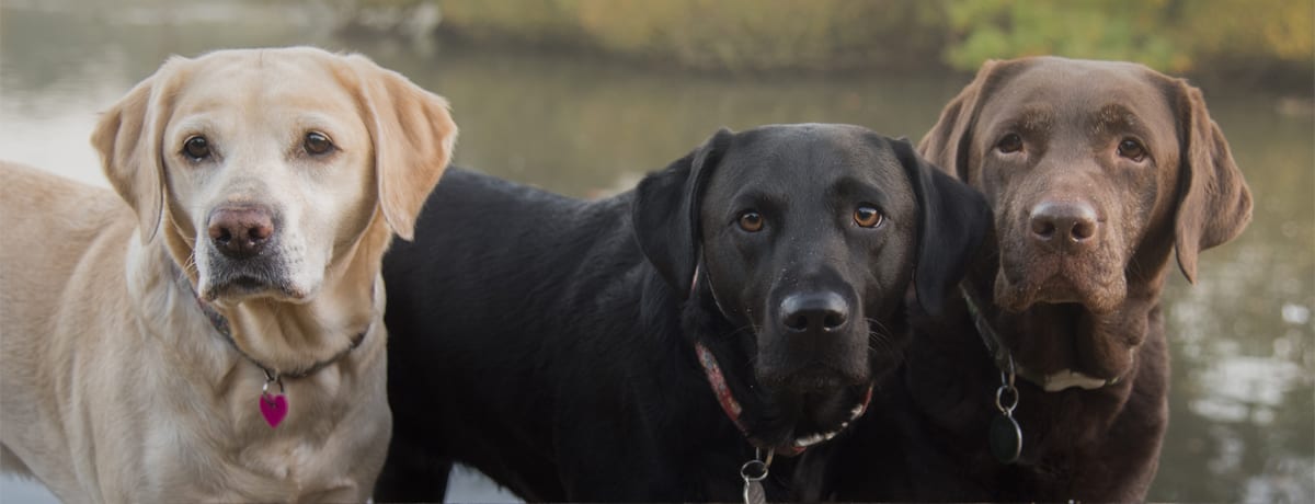 Vetcall - Boston