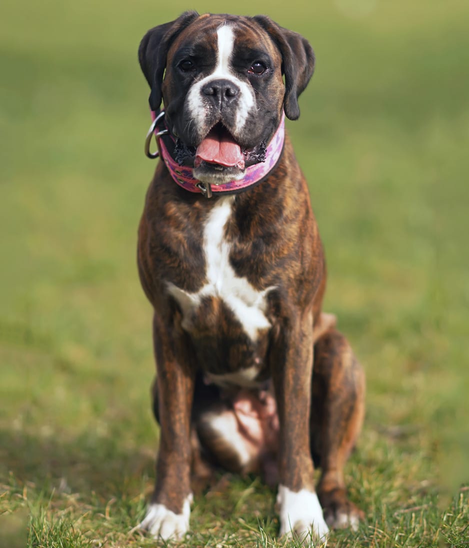 Brindle dog with a white chest and pink collar sitting on a grassy lawn