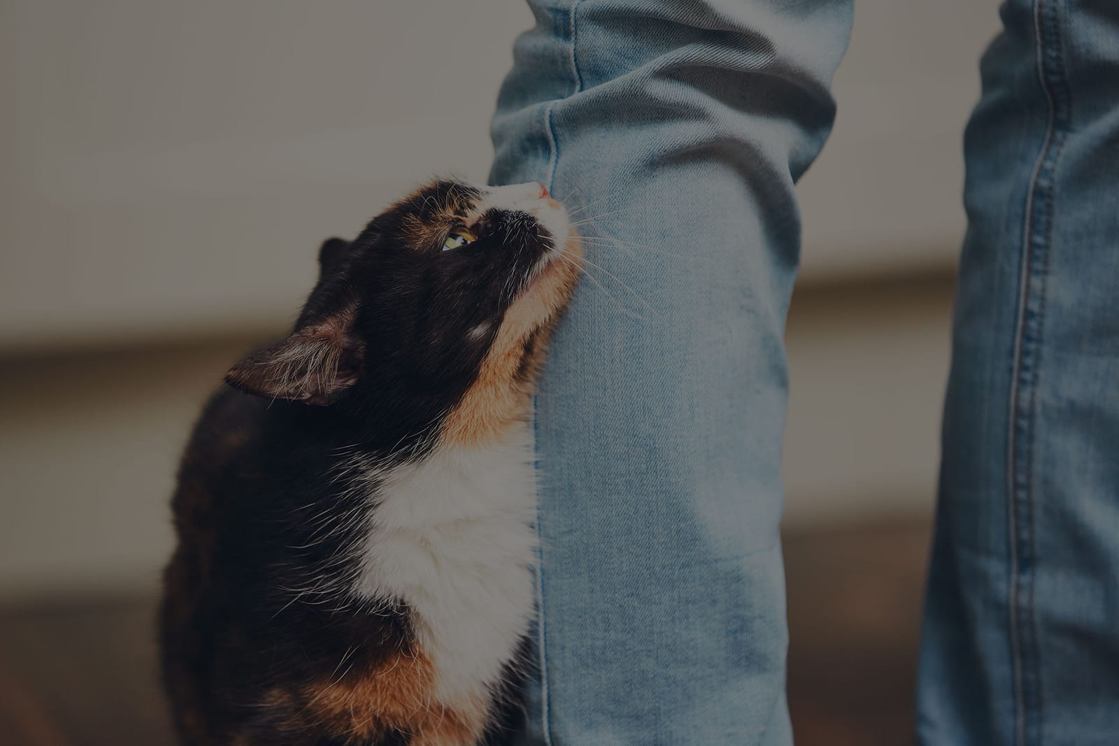 Black, orange and white cat looking up while rubbing against a person's jeans