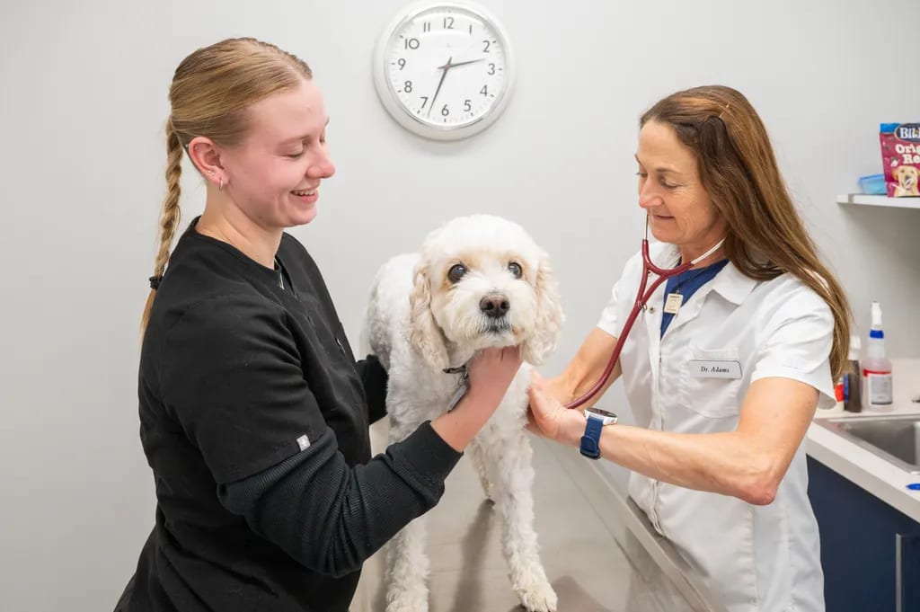 Two staff members examining a fluffy white dog on an exam table at Southdale Pet Hospital