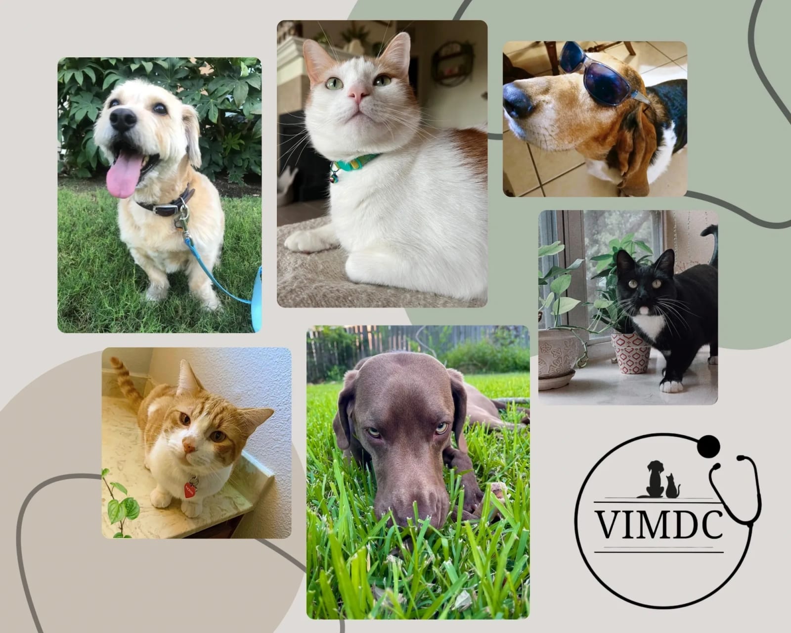 Veterinary Internal Medicine & Diagnostic Center - Boerne