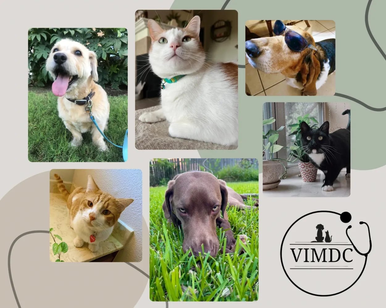 VIMDC logo beside a collage of six pet photos showing dogs and cats