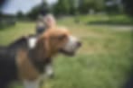 Very small blurry image of a brown and white dog's head in a grassy field