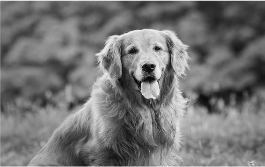 Black and white photo of a long-furred dog sitting on grass with its tongue out