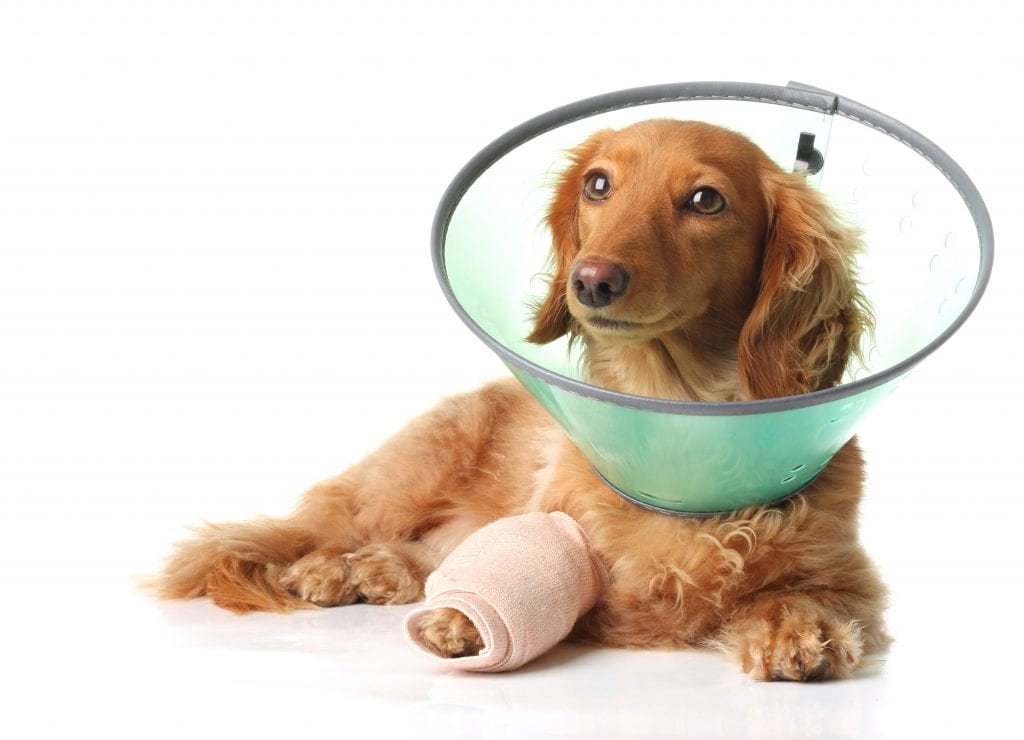 Veterinary Orthopedic Services - Cottonwood Heights
