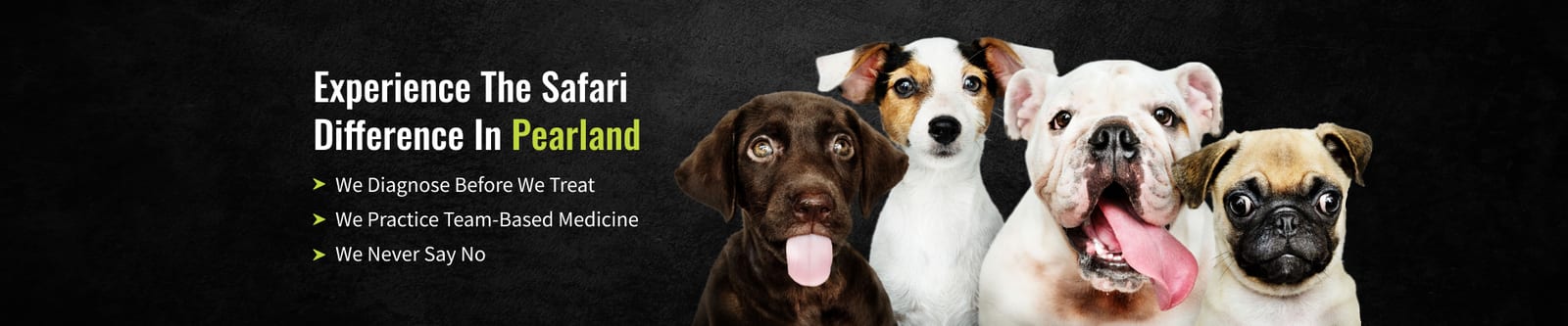 Banner reading Experience The Safari Difference In Pearland with four dogs' faces