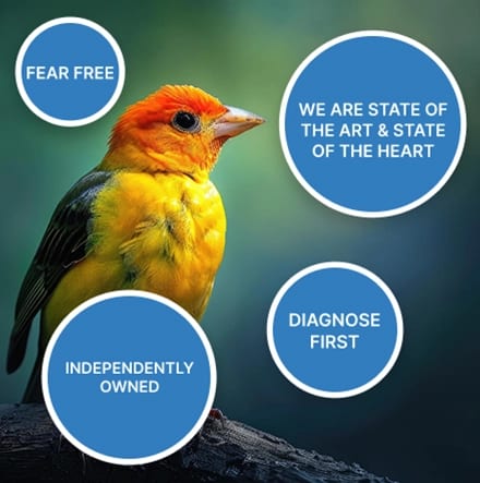 Yellow and orange bird on a branch surrounded by blue circles with short practice slogans