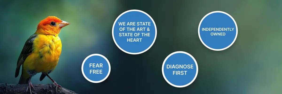 Banner with a yellow and orange bird and blue circles reading Fear Free and Diagnose First