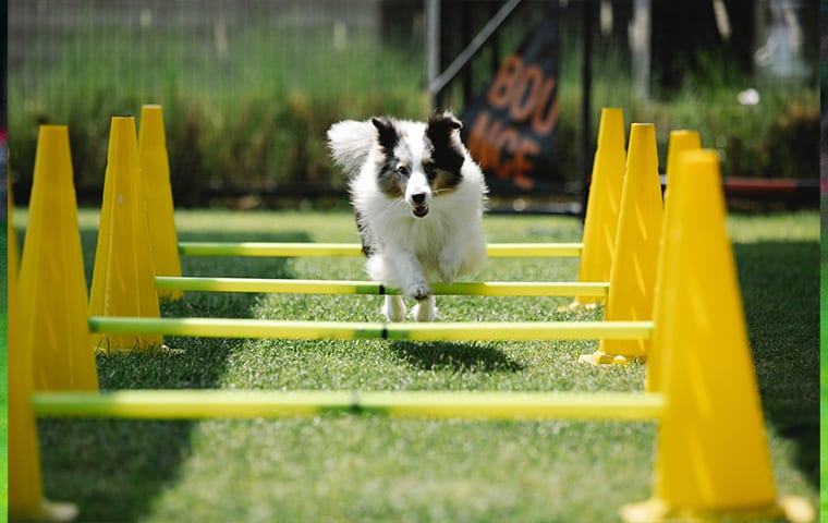 Fluffy white and dark dog leaping over a low hurdle between yellow cones on a grass course