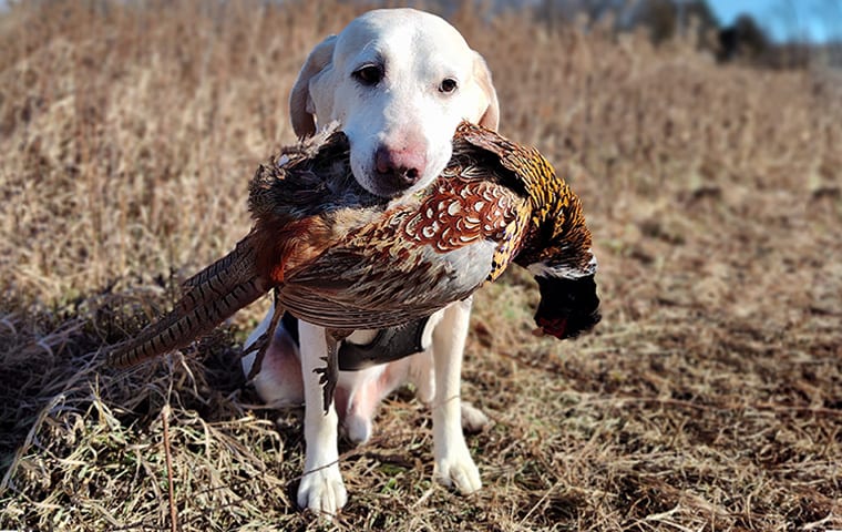 White dog sitting in dry grass holding a large bird with copper and brown feathers in its mouth