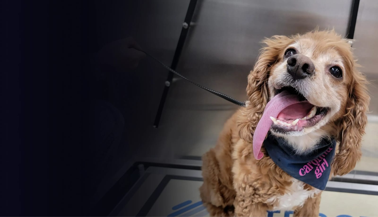 TotalBond Veterinary Hospital at Bethel - Lake Wylie