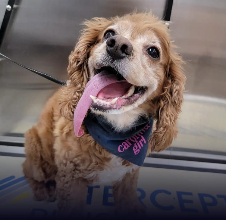 Close-up of a golden-brown dog in a navy carolina girl bandana smiling with its tongue out