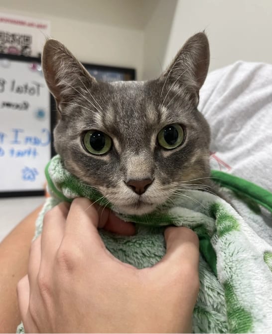 Grey cat with green eyes wrapped in a green fuzzy blanket and held by a hand