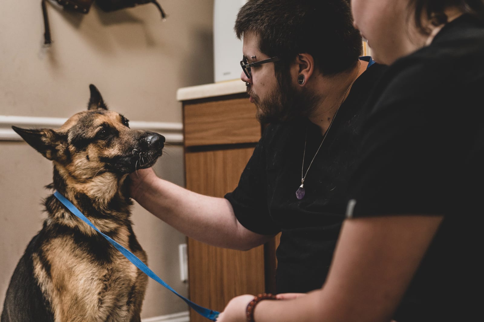 Person in a black shirt petting a large tan and black dog on a blue leash in a small room