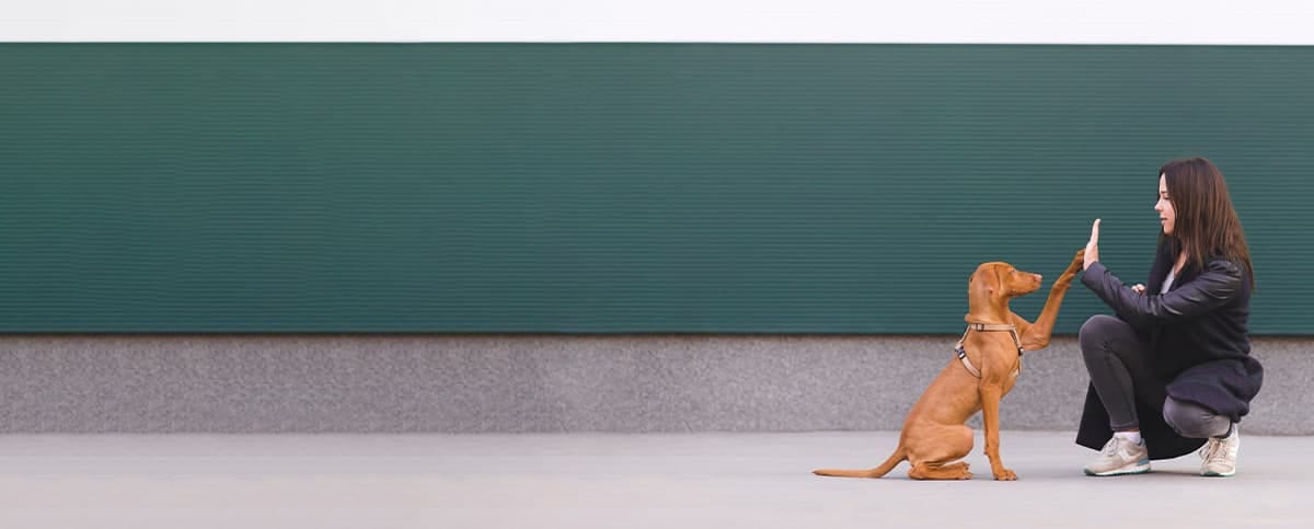 Person crouching to give a high five to an orange dog sitting in front of a dark green wall