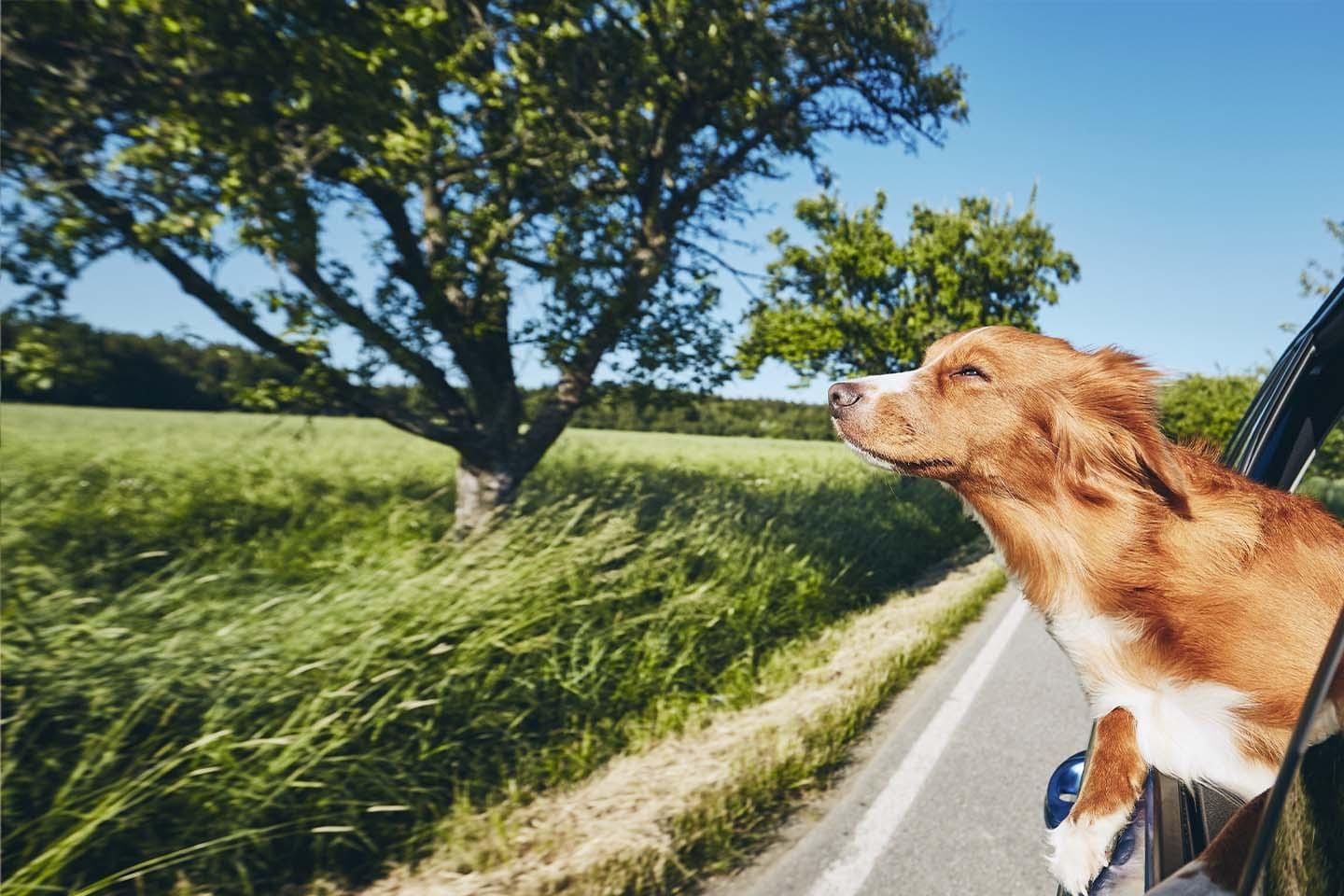 Dog enjoying the breeze with its head out of a car window next to a green field