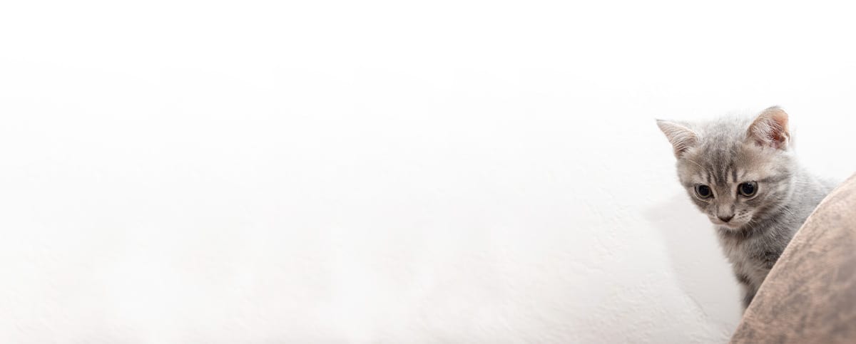 Small grey kitten peeking over a brown edge on the right of a mostly white banner